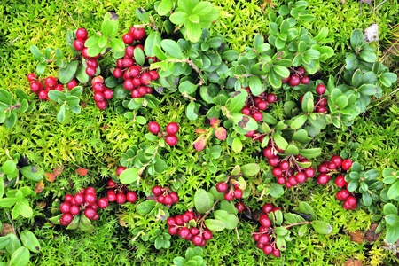コケモモのカーペット 赤い実と緑の葉の多いコケモモ フィールドの表示を閉じる の写真素材 画像素材 Image コケモモのカーペット 赤い実と緑の葉の多いコケモモ フィールドの表示を閉じる の写真素材 画像素材 Image