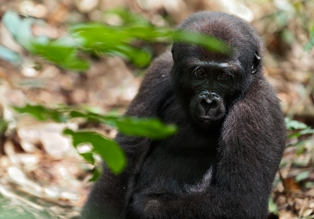その中指最大付着若いゴリラの面白い画像 の写真素材 画像素材 Image その中指最大付着若いゴリラの面白い画像 の写真素材 画像素材 Image