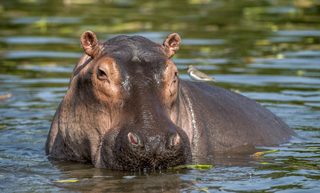 水中の一般的なカバ 一般的なカバ カバ またはカバ アフリカ の写真素材 画像素材 Image