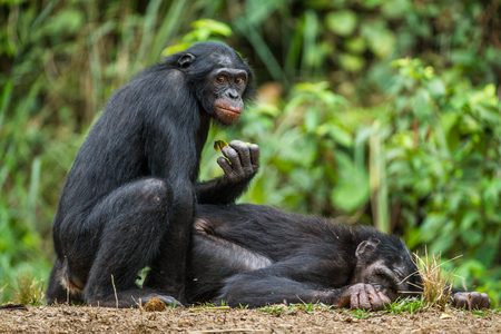 Bonobos mating. The bonobo ( Pan paniscus), formerly called the pygmy chimpanzee and less often, the dwarf or gracile chimpanzee. Natural habitat. Democratic Republic of Congo. Africa - 94248332