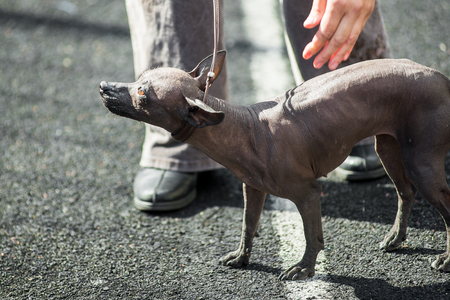 ペルー ハゲ犬散歩 ヘアレス ドッグ の写真素材 画像素材 Image
