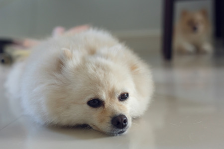 ふわふわ白いポメラニアンかわいい犬 家で小さなペットを歓迎 の写真素材 画像素材 Image
