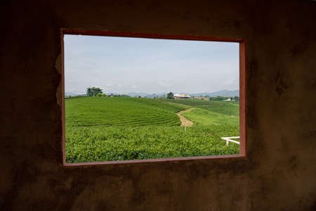 Tea field in the frame, Tea plantation Chiang Rai, Thailand.