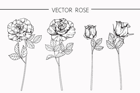 図面バラの花は 白い背景の線画でスケッチ の写真素材 画像素材 Image 図面バラの花は 白い背景の線画でスケッチ の写真素材 画像素材 Image