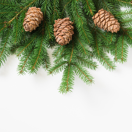 Christmas Tree Branches With Cedar Cones On A White Background Stock Photo Christmas Tree Branches With Cedar Cones On A White Background Stock Photo