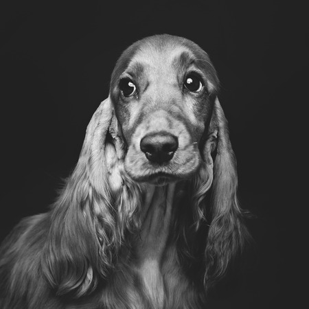黒の背景に美しい若い茶色英語コッカースパニエル犬の肖像画 クローズ アップ スタジオ撮影します 領域をコピーします モノクロ の写真素材 画像素材 Image 黒の背景に美しい若い茶色英語コッカースパニエル犬の肖像画 クローズ アップ スタジオ撮影します 領域をコピーします モノクロ の写真素材 画像素材 Image