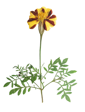 マリーゴールドとルドベキア フレーム形式で黄色の花びらの背景を押されました の写真素材 画像素材 Image