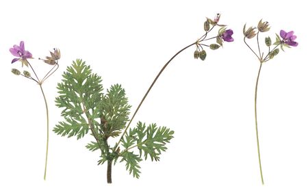 Prasowana i suszona geranium (geranium robertianum) na łodydze z zielonymi liśćmi. na białym tle. do wykorzystania w scrapbookingu, florystyce czy zielniku.