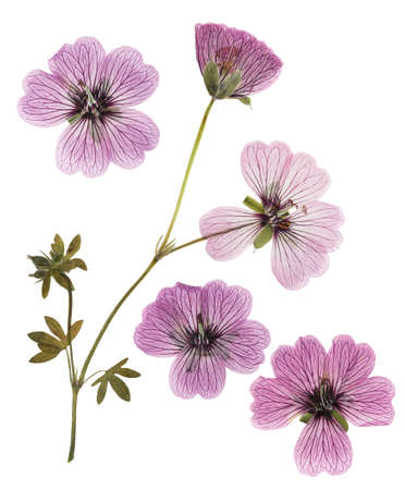 Prasowane i suszone różowe delikatne przezroczyste kwiaty geranium (pelargonium), izolowane na białym tle. do wykorzystania w scrapbookingu, florystyce czy zielniku. Zdjęcie Seryjne