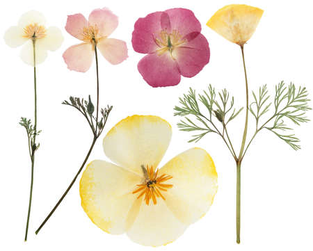Prasowane i suszone delikatne żółte kwiaty eschscholzia (eschscholzia californica, california poppy). na białym tle. do wykorzystania w scrapbookingu, florystyce czy zielniku.