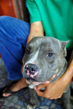 Buff Pitbull Blue Nose Avec Les Yeux Jaunes En Attente D Etre Juges Banque D Images Et Photos Libres De Droits Image Buff Pitbull Blue Nose Avec Les Yeux Jaunes En Attente D Etre Juges Banque D Images Et Photos Libres De Droits Image