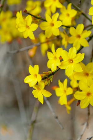 Winter jasmine or Jasminum nudiflorum deciduous shrub blooming with yellow flowers in early spring - 92607488