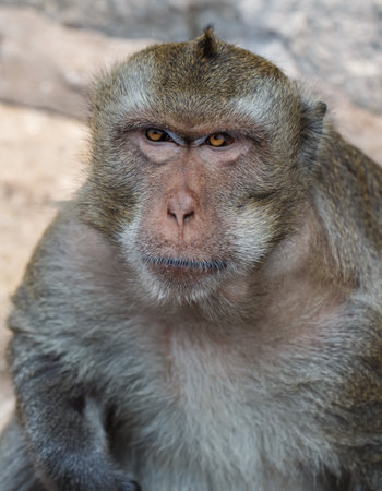 猿は同じ目の色 選択と集中ではない 猿は 2 色目を持っている 猿が青い目とオレンジ の写真素材 画像素材 Image 猿は同じ目の色 選択と集中ではない 猿は 2 色目を持っている 猿が青い目とオレンジ の写真素材 画像素材 Image