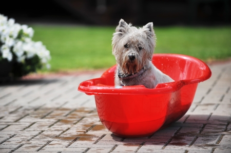 https://us.123rf.com/450wm/taden/taden1208/taden120800069/14871002-cane-bagnato-in-vasca-da-bagno-per-bambini-processo-di-balneazione.jpg?ver=6