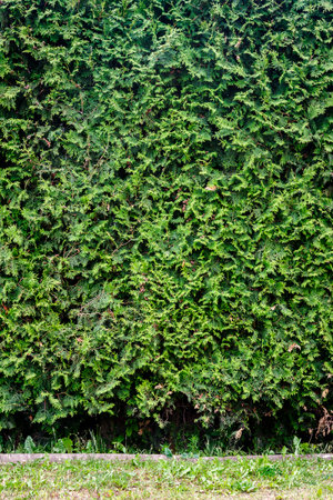 green grass and green thuja hedge background stock photo picture