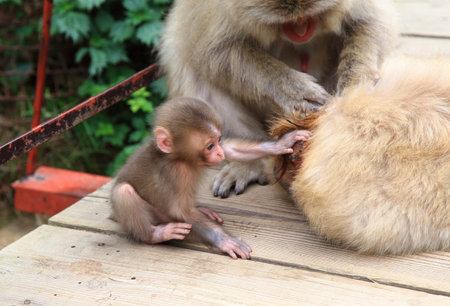 Mignon Petit Bebe Singe Banque D Images Et Photos Libres De Droits Image
