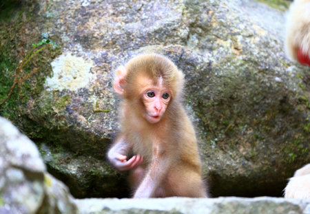 Mignon Petit Bebe Singe Banque D Images Et Photos Libres De Droits Image Mignon Petit Bebe Singe Banque D Images Et Photos Libres De Droits Image