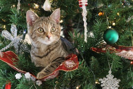 Kitten in a Christmas Tree - 2920663