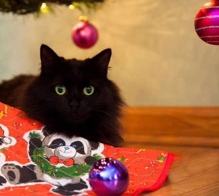 a fluffy black cat with green eyes watches from under the christmas tree after knocking a - Black Cat Christmas Tree a fluffy black cat with green eyes watches from under the christmas tree after knocking a - Black Cat Christmas Tree