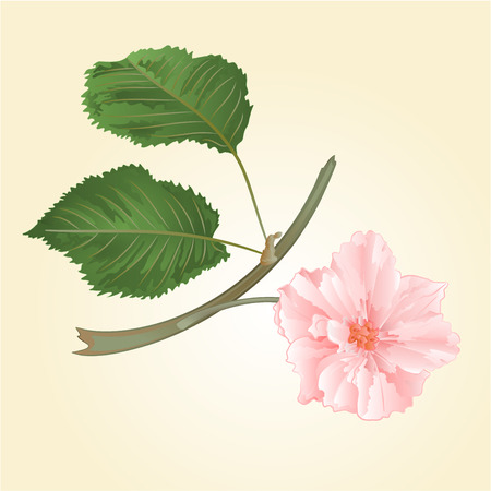 さくらピンク花葉桜のベクトル図のイラスト素材 ベクタ Image さくらピンク花葉桜のベクトル図のイラスト素材 ベクタ Image