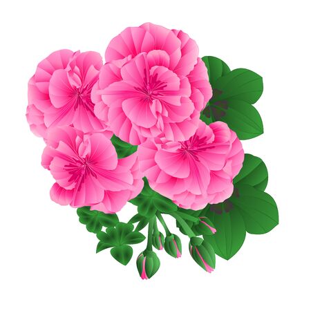 334 ゼラニウム水彩 のイラスト素材 ベクター 123rf 334 ゼラニウム水彩 のイラスト素材 ベクター 123rf