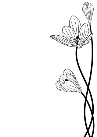黒と白の色のクロッカスの花の背景 のイラスト素材 ベクタ Image