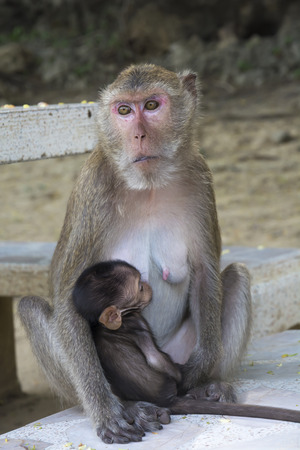 寝ながらミルクを飲む赤ちゃん猿 かわいい赤ちゃん猿 の写真素材 画像素材 Image