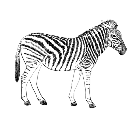 シマウマのスケッチ 手には ベクター グラフィックが描画されます のイラスト素材 ベクタ Image シマウマのスケッチ 手には ベクター グラフィックが描画されます のイラスト素材 ベクタ Image