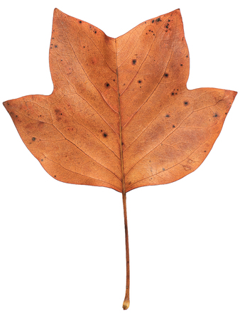 白い背景に対して分離された秋の葉色で汚れたイエロー ポプラの葉のクローズ アップ の写真素材 画像素材 Image 白い背景に対して分離された秋の葉色で汚れたイエロー ポプラの葉のクローズ アップ の写真素材 画像素材 Image