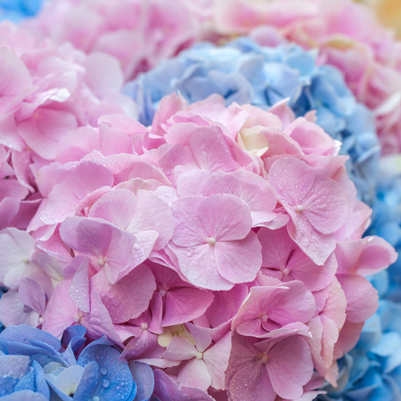 アジサイのクローズ アップの青とピンクの花 自然なアジサイの花背景 浅い 正方形の組成物 の写真素材 画像素材 Image