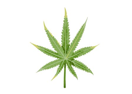 65 999 Weed のイラスト素材 ベクター 123rf