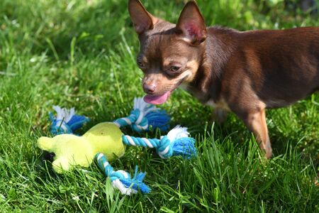 A Short Haired Deer Head Chihuahua Playing With A Toy In Park