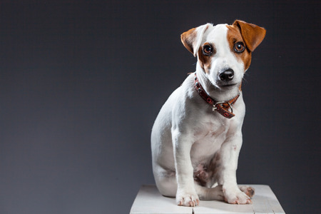 スタジオの小さな犬肖像画のペット 子犬ジャックラッセルテリア の写真素材 画像素材 Image