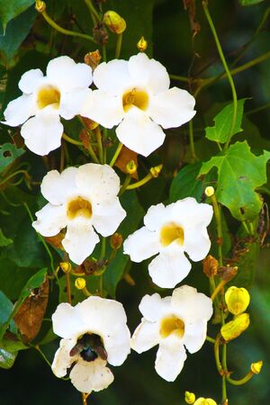 インドネシア ジャワ島ボゴール植物園の車線 の写真素材 画像素材 Image