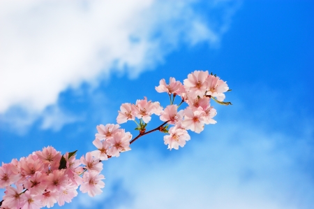 Blooming cherry tree branch against a cloudy blue sky - 14437460