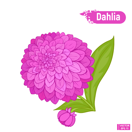 Vector image. Beautiful lush flower dahlia. A blossoming purple flower - 89178340