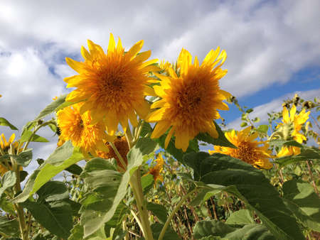 Sun flower: Sonnnenblume