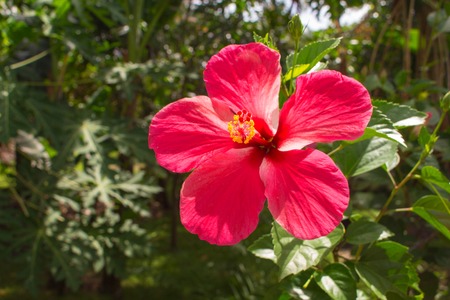 熱帯の背景にピンクの花 新緑の枝に鮮やかなハイビスカスの花を残します 象徴的な意味を持つアジアの植物相 大きな 5 つの花弁とめしべの長い花を開きます 夏旅行写真 の写真素材 画像素材 Image 熱帯の背景にピンクの花 新緑の枝に鮮やかなハイビスカスの花を残します 象徴的な意味を持つアジアの植物相 大きな 5 つの花弁とめしべの長い花を開きます 夏旅行写真 の写真素材 画像素材 Image