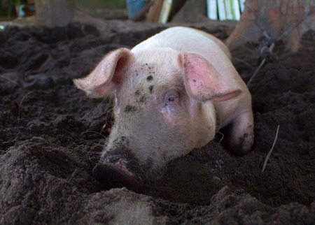 汚い鼻を持つピンクの豚 面白い豚と村のシーン 大きな家畜 かわいいブタの肖像画 田舎の哺乳類の画像 の写真素材 画像素材 Image