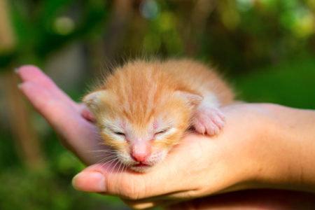Le Premier Ne Du Chat Nouveau Ne Mignon Bebe Chaton Sur La Main Feminine Chaussee Eponge Rouge Grincant Petit Chaton Dans Une Main Attentionnee Jolie Petite Photo De Petit Chaton Chat Bebe Dans Le