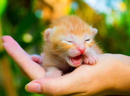 新生児最初ミャ 女性の手にかわいい赤ちゃん子猫 赤いふわふわキティが悲鳴を上げます 思いやりのある手で小さな子猫 かわいい子猫の近い写真 庭で赤ちゃん ネコ 国内の猫の赤ちゃん画像 の写真素材 画像素材 Image 新生児最初ミャ 女性の手にかわいい赤ちゃん子猫 赤いふわふわキティが悲鳴を上げます 思いやりのある手で小さな子猫 かわいい子猫の近い写真 庭で赤ちゃん ネコ 国内の猫の赤ちゃん画像 の写真素材 画像素材 Image