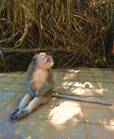 緑の森の夢のような猿は 緑のサル面白いポーズ 穏やかな猿の写真 モンキーの画像 熱帯雨林の動物 エキゾチックな動物の猿 長い尾猿 バリ島 インドネシアのポーズします の写真素材 画像素材 Image 緑の森の夢のような猿は 緑のサル面白いポーズ 穏やかな猿の写真 モンキーの画像 熱帯雨林の動物 エキゾチックな動物の猿 長い尾猿 バリ島 インドネシアのポーズします の写真素材 画像素材 Image