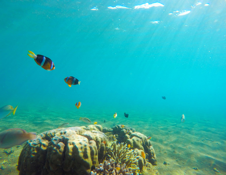 熱帯魚が泳ぐ水中風景 クマノミ海底写真 サンゴ礁のラグーンできれいな青い海 海洋の生態系 水中写真の壁紙 太陽の光と青い海水 の写真素材 画像素材 Image 熱帯魚が泳ぐ水中風景 クマノミ海底写真 サンゴ礁のラグーンできれいな青い海 海洋の生態系 水中写真の壁紙 太陽の光と青い海水 の写真素材 画像素材 Image