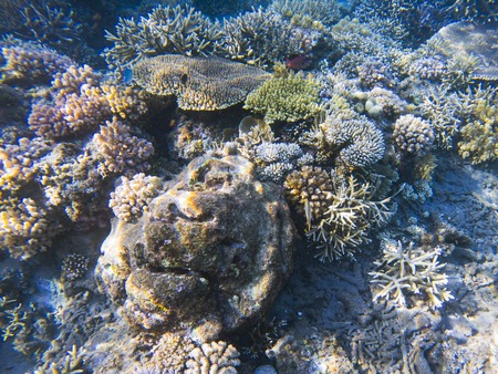 海の風景画「スズメダイと珊瑚」珊瑚の森、熱帯魚
