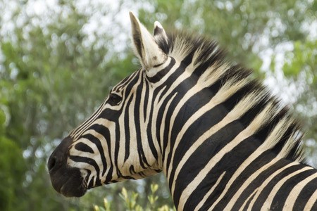 Zebra faces Stock Photo