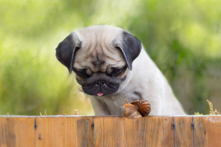 the puppy pug is watching on snail crawling up fence