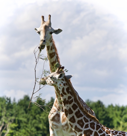 食べるかわいいキリンが 2 頭で絵葉します の写真素材 画像素材 Image