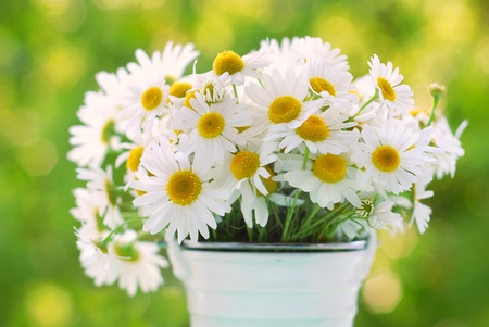 bunch of chamomile flowers on a table in the garden