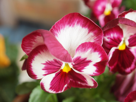 パンジー ビオラの庭の花ビオラの種まきから派生した他のビオラの種と交配 の写真素材 画像素材 Image パンジー ビオラの庭の花ビオラの種まきから派生した他のビオラの種と交配 の写真素材 画像素材 Image