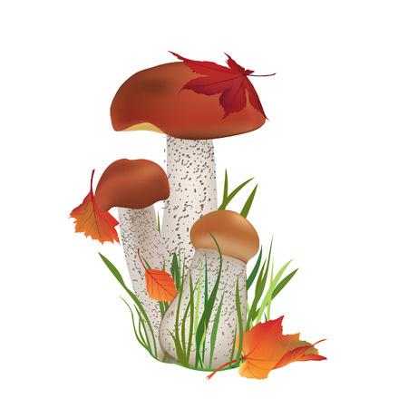 Nancyint Motif de Champignons color/és Fard /à Joues Boletus Sketch Style Plantes Automne Illustration Boxer pour Hommes XXL